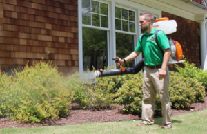 Mosquito Joe tech spraying bushes in the side yard of a brick house