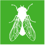White vector graphic of fly on green background.